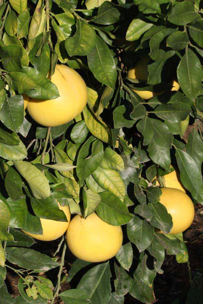              Fruit (Riverside, CA)       